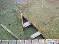 پل چوبی کیاشهر