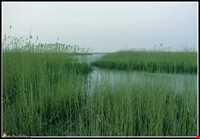 پل چوبی کیاشهر