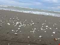 پل چوبی کیاشهر