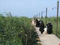 پل چوبی کیاشهر