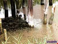 پل چوبی کیاشهر