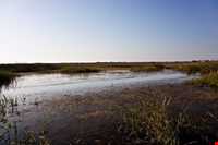 پل چوبی کیاشهر