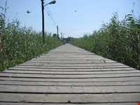 پل چوبی کیاشهر