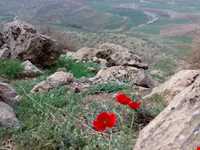 Shourab natural park