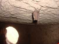 Kafar Koli historical Caves