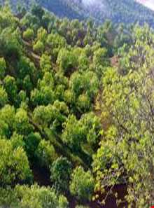 منطقه حفاظت شده هلن