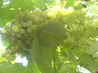 روستای کندوله