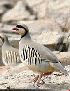 منطقه حفاظت شده بیستون