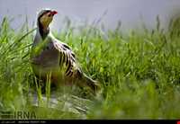 منطقه حفاظت شده بیستون