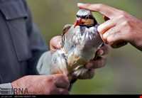 منطقه حفاظت شده بیستون