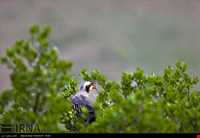 منطقه حفاظت شده بیستون