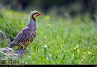 منطقه حفاظت شده بیستون