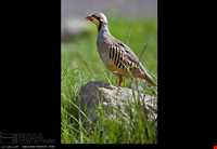 منطقه حفاظت شده بیستون