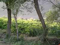 روستای سورک