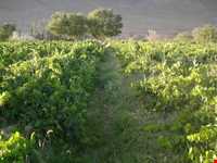 روستای سورک