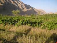 روستای سورک