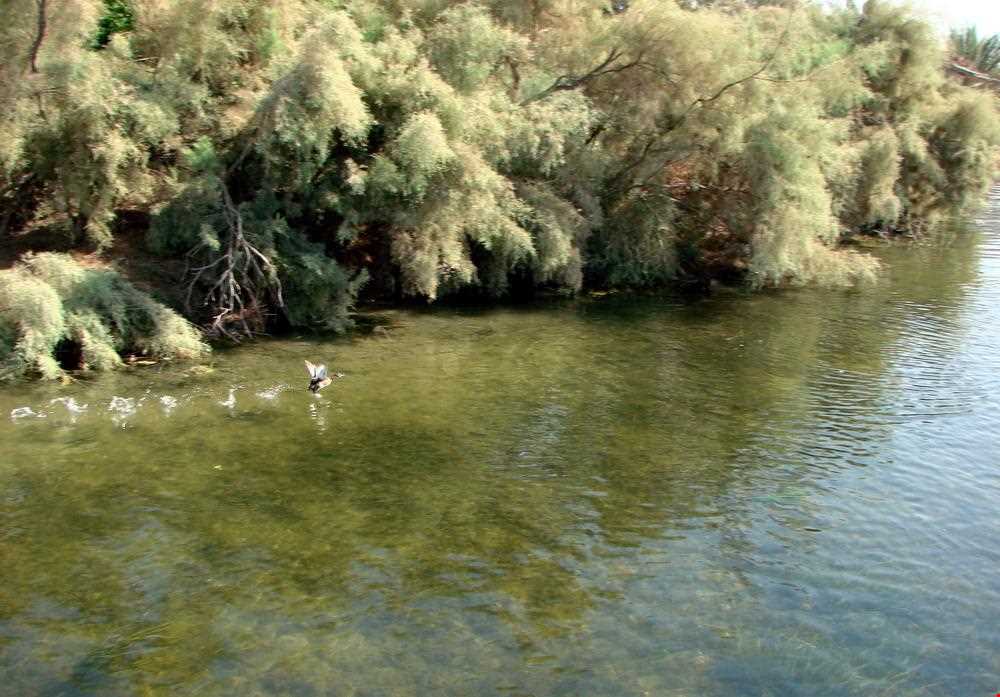 تالاب شادگان