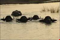 تالاب شادگان