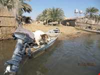 تالاب شادگان