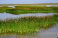 تالاب شادگان