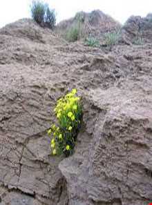 روستای دهنو صمصام