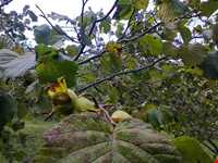 منطقه اشکورات