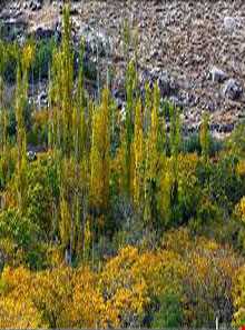 روستای منشاد
