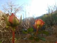 روستای منشاد