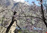 روستای منشاد