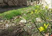 روستای منشاد