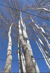 روستای منشاد