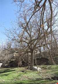 روستای منشاد