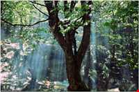 آبشار کبودوال