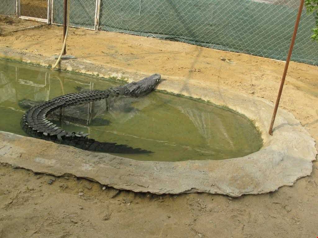 Crocodiles Zoo