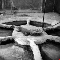 Crocodiles Zoo