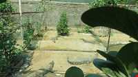 Crocodiles Zoo