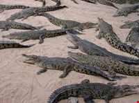 Crocodiles Zoo