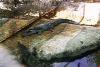 Crocodiles Zoo