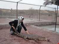 Crocodiles Zoo