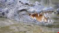 Crocodiles Zoo