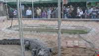 Crocodiles Zoo