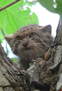 Shaskouh and Esfeden protected area