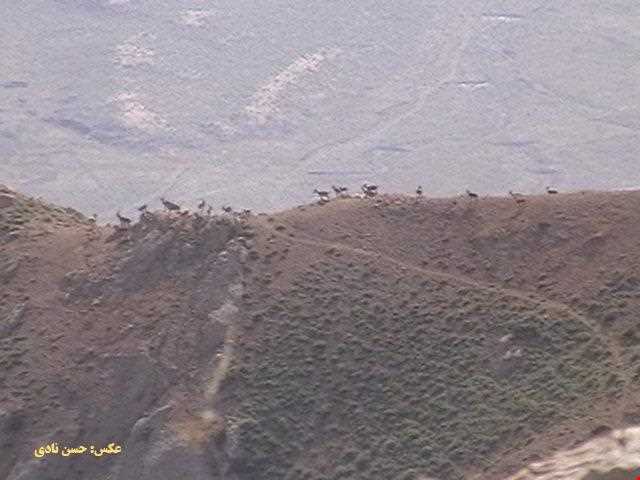 منطقه حفاظت شده شاسکوه و اسفدن