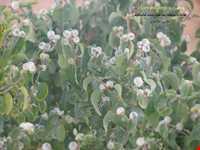 منطقه حفاظت شده شاسکوه و اسفدن