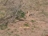 منطقه حفاظت شده شاسکوه و اسفدن