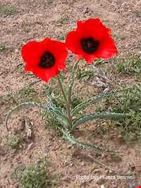 منطقه حفاظت شده شاسکوه و اسفدن