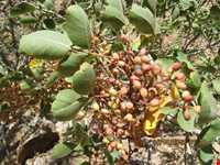 منطقه حفاظت شده شاسکوه و اسفدن