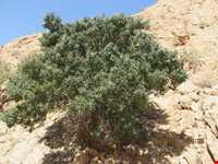 منطقه حفاظت شده شاسکوه و اسفدن