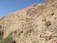 منطقه حفاظت شده شاسکوه و اسفدن