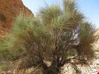 منطقه حفاظت شده شاسکوه و اسفدن